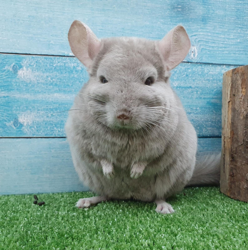 Sogno a 4 Zampe - Foto 6