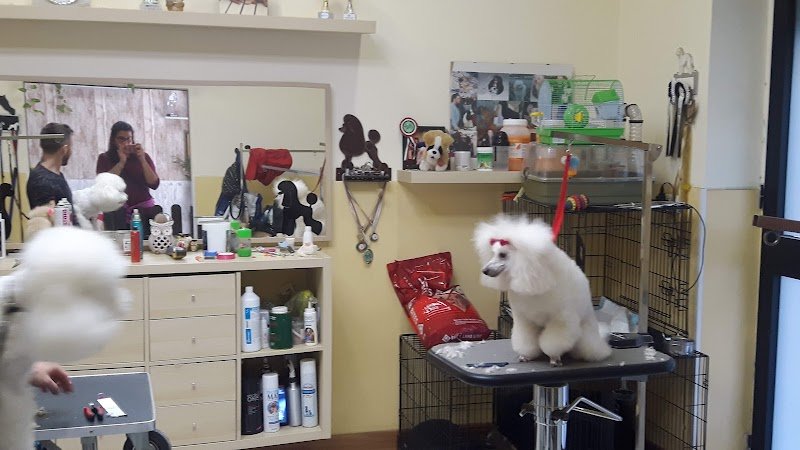 Sogno a 4 Zampe - Foto 1