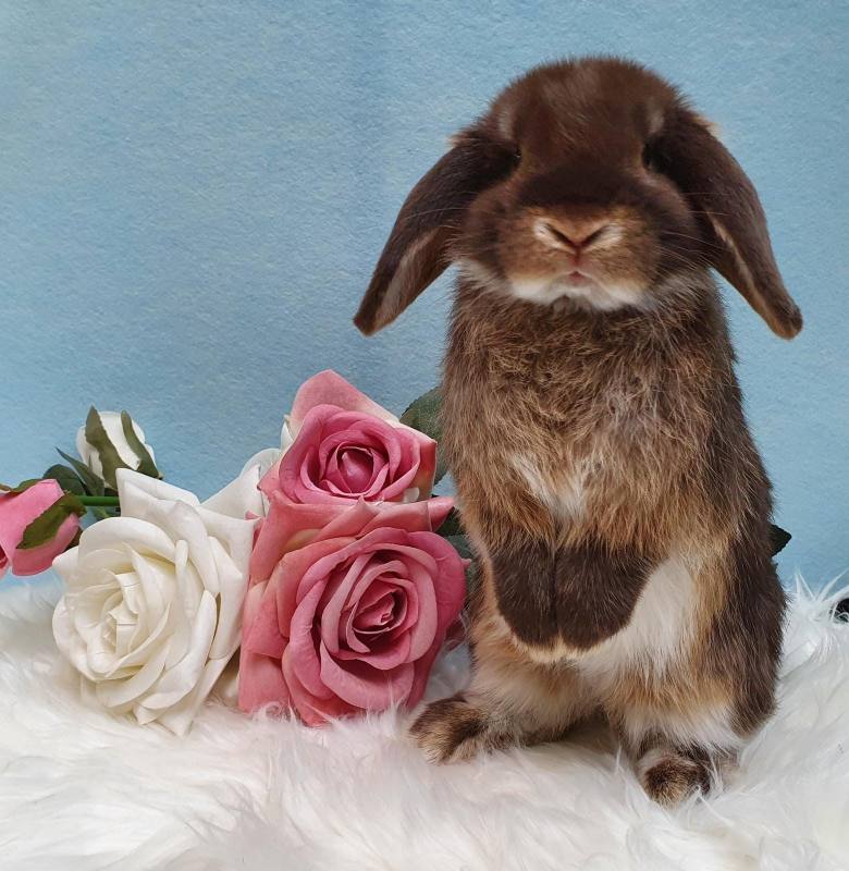 Sogno a 4 Zampe - Foto 2