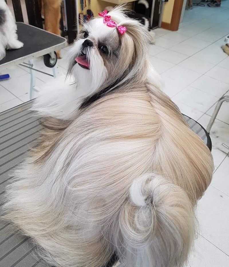 Sogno a 4 Zampe - Foto 3