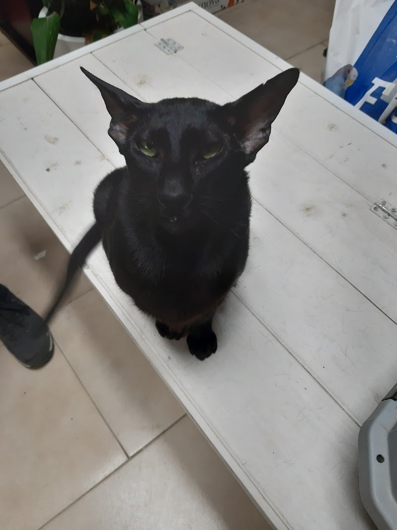 Sogno a 4 Zampe - Foto 4