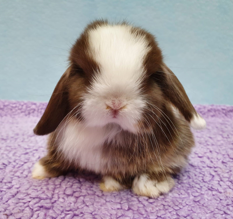 Sogno a 4 Zampe - Foto 5