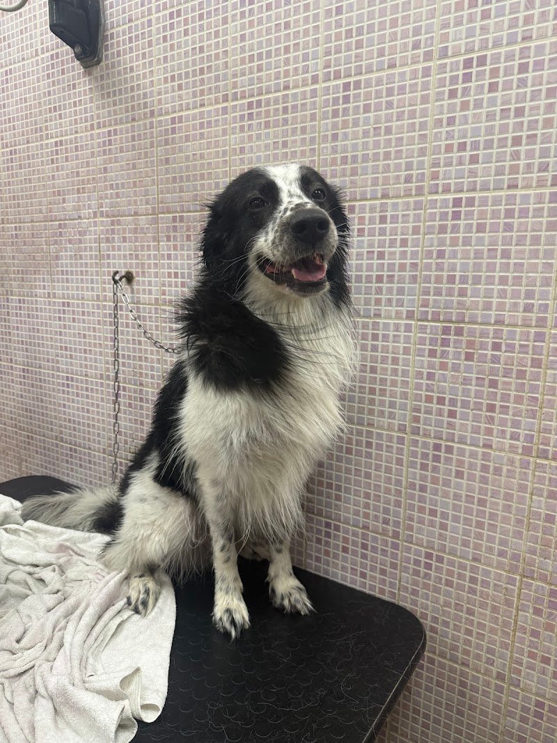 Solo Coccole Toelettatura Di Maggiorotti Simona - Foto 1