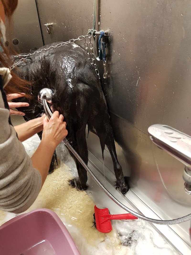 Solo Coccole Toelettatura Di Maggiorotti Simona - Foto 2