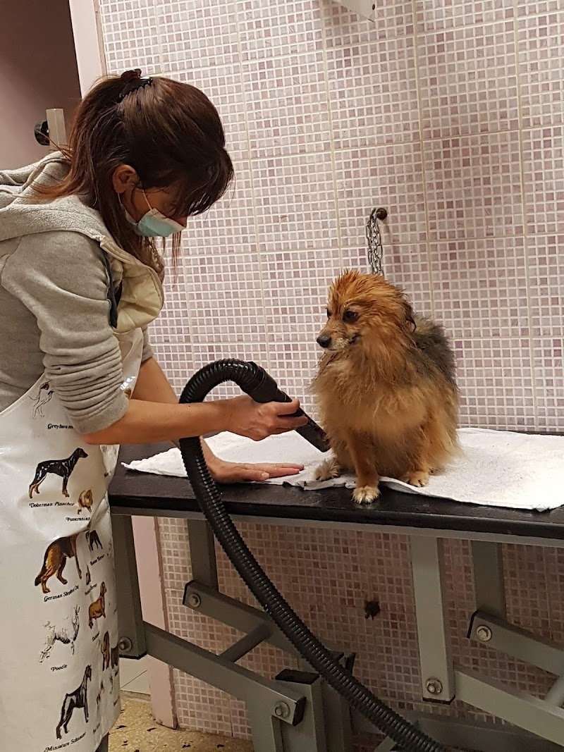 Solo Coccole Toelettatura Di Maggiorotti Simona - Foto 3