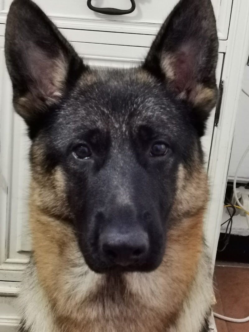 Solo Coccole Toelettatura Di Maggiorotti Simona - Foto 4