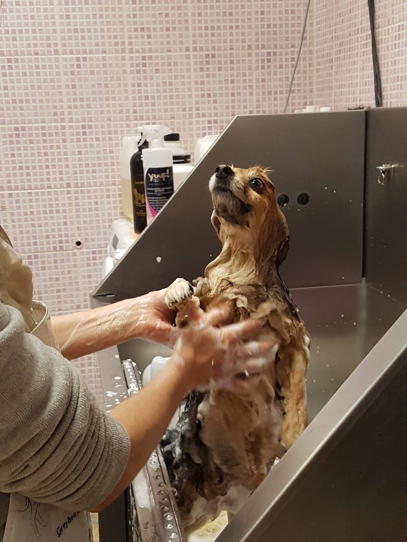 Solo Coccole Toelettatura Di Maggiorotti Simona - Foto 5