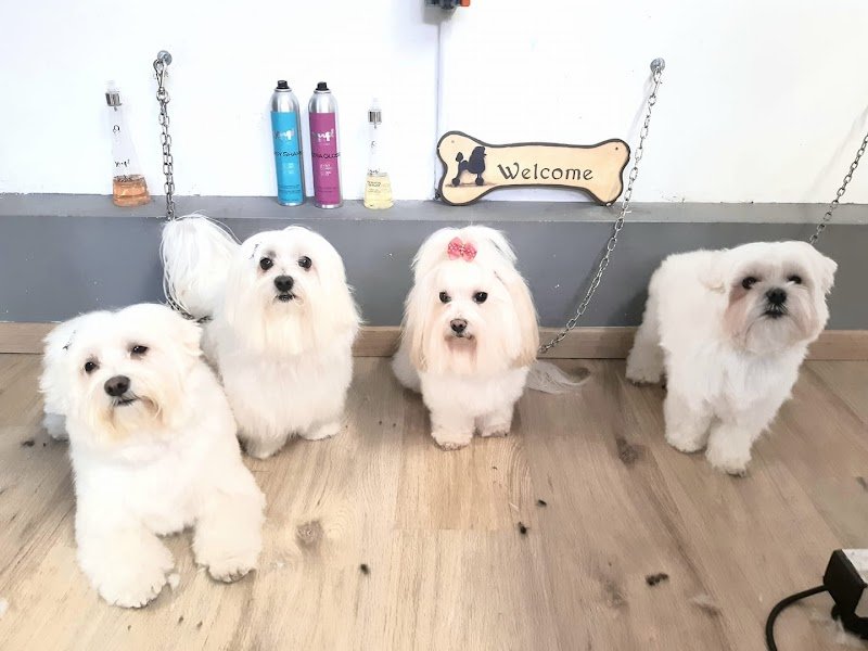 Sonia's Beautiful Dog - Foto 3