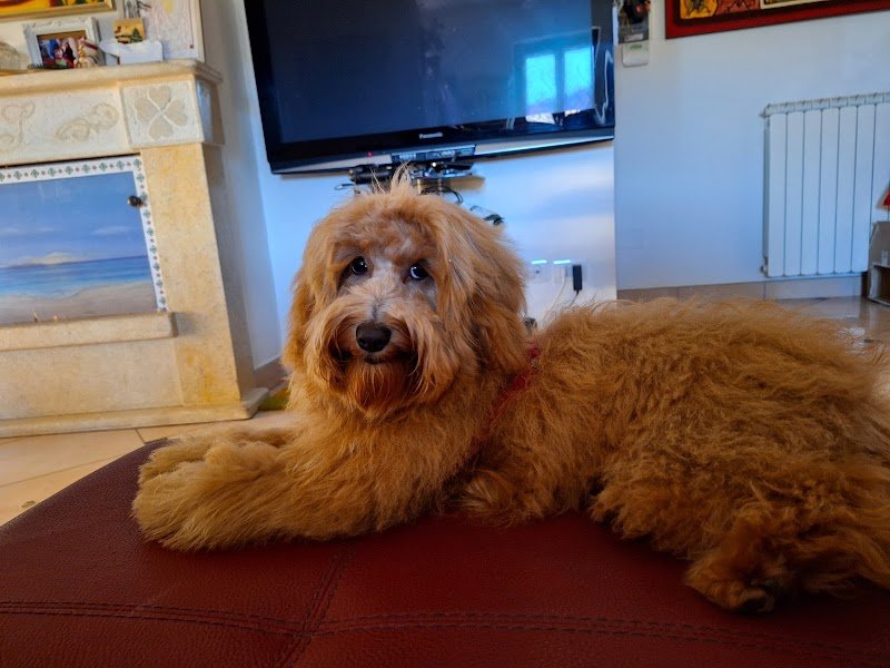 SOSTOLETTAMI, Di Pero Manola toelettatura cani e gatti a terni - Foto 1