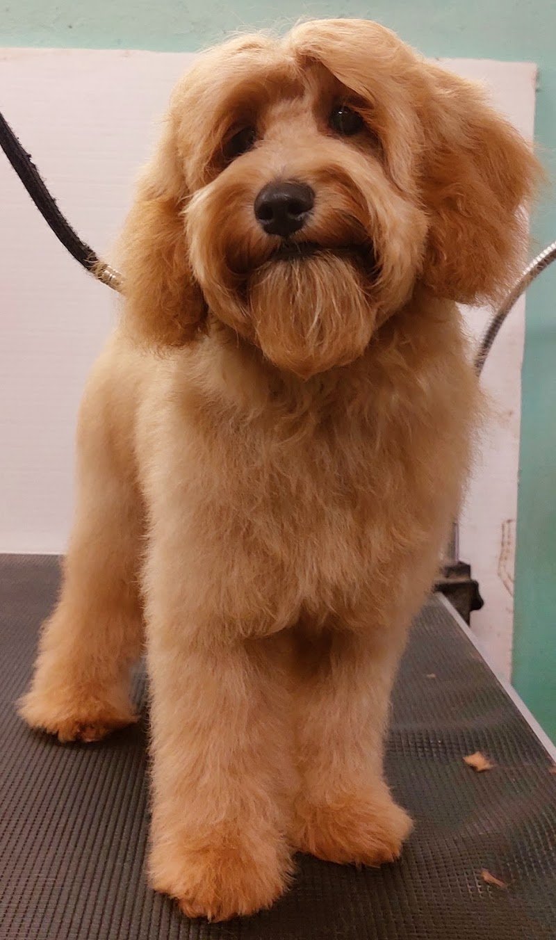 SOSTOLETTAMI, Di Pero Manola toelettatura cani e gatti a terni - Foto 2