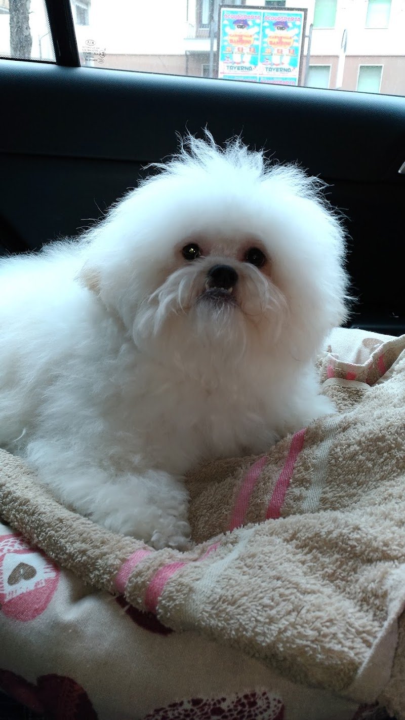 SOSTOLETTAMI, Di Pero Manola toelettatura cani e gatti a terni - Foto 4