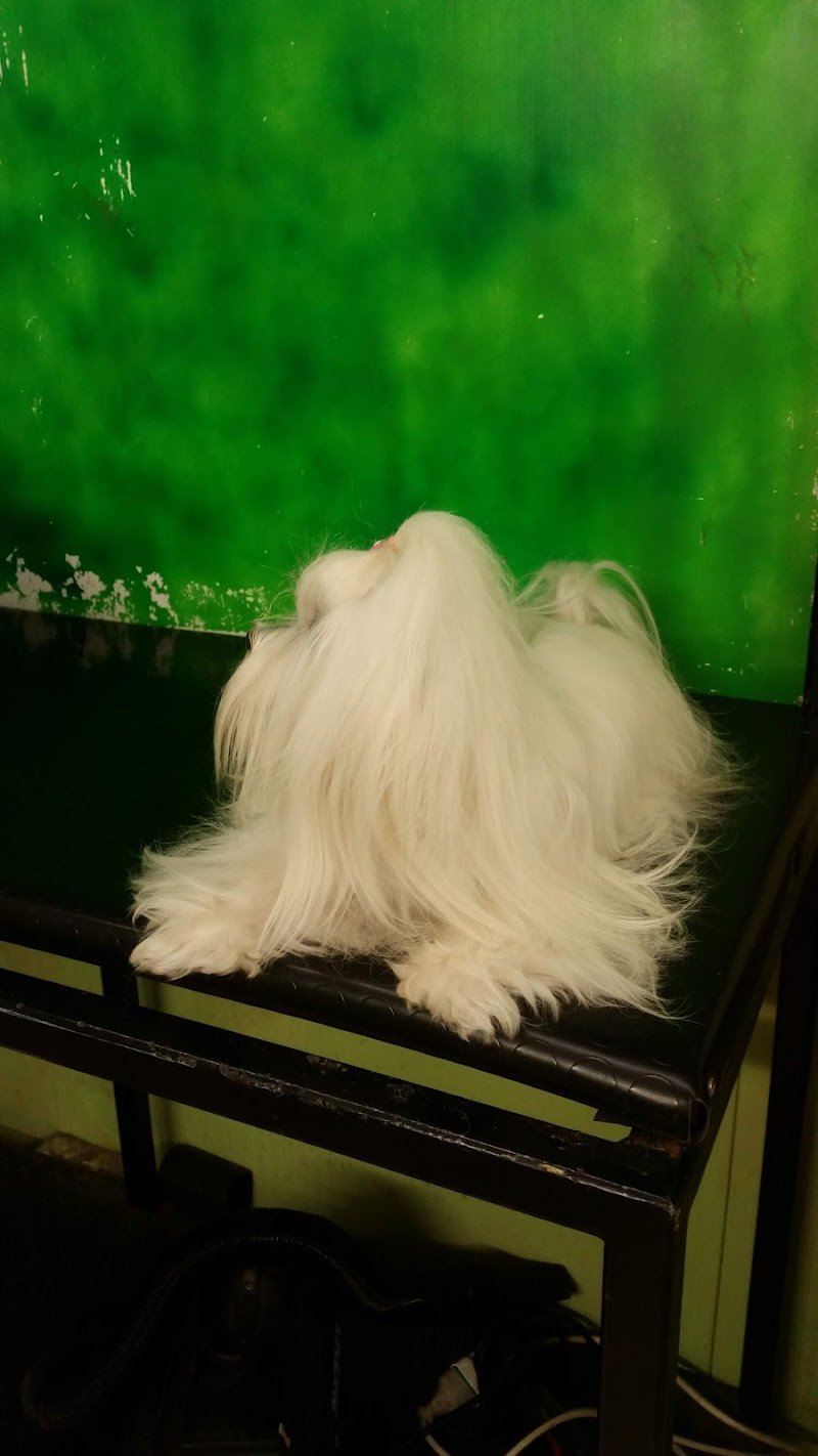 SOSTOLETTAMI, Di Pero Manola toelettatura cani e gatti a terni - Foto 5