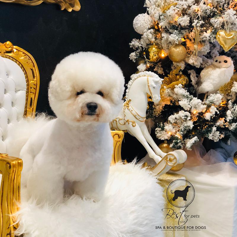 Spa & boutique for dogs - Foto 4