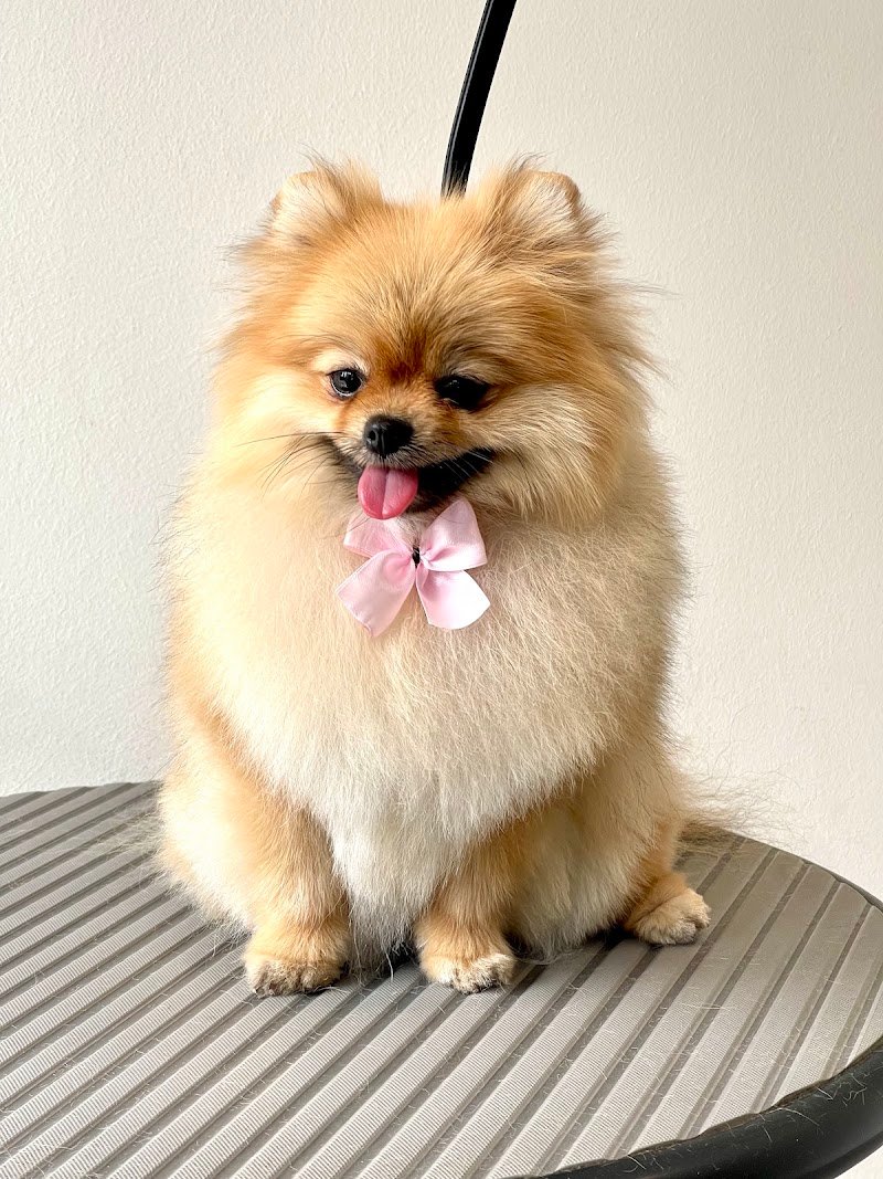 Spa & boutique for dogs - Foto 6