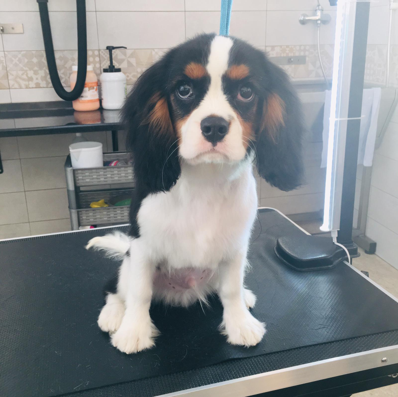 Space Dogs Toelettatura - Foto 4