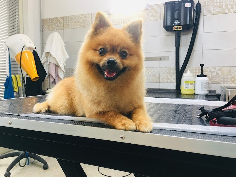 Space Dogs Toelettatura - Foto 5