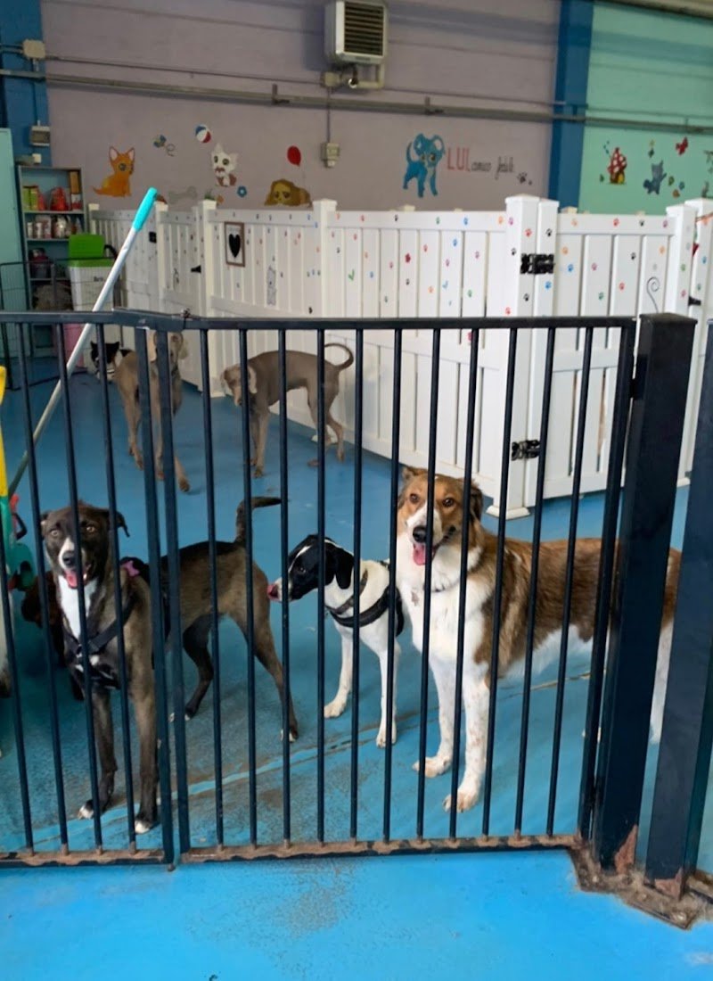 SPA...ssosissimo BAU - Asilo per cani, Toelettatura e Wellness SPA - Foto 3