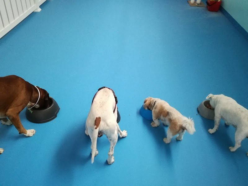 SPA...ssosissimo BAU - Asilo per cani, Toelettatura e Wellness SPA - Foto 4