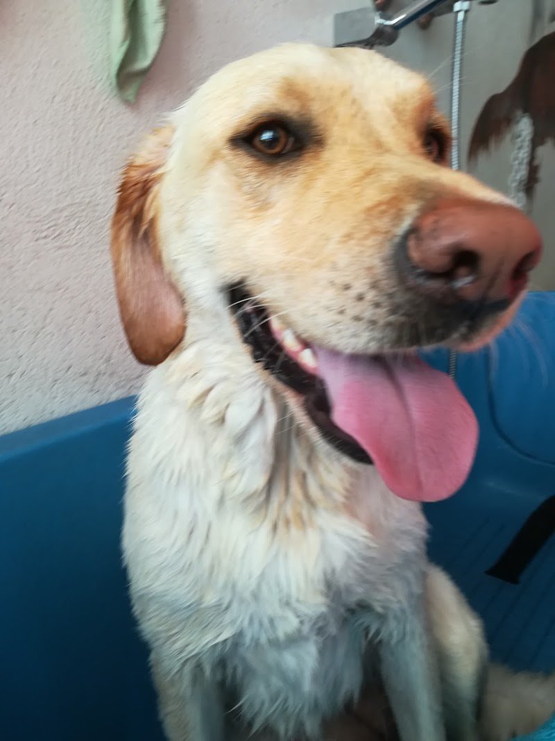 SPA...ssosissimo BAU - Asilo per cani, Toelettatura e Wellness SPA - Foto 6