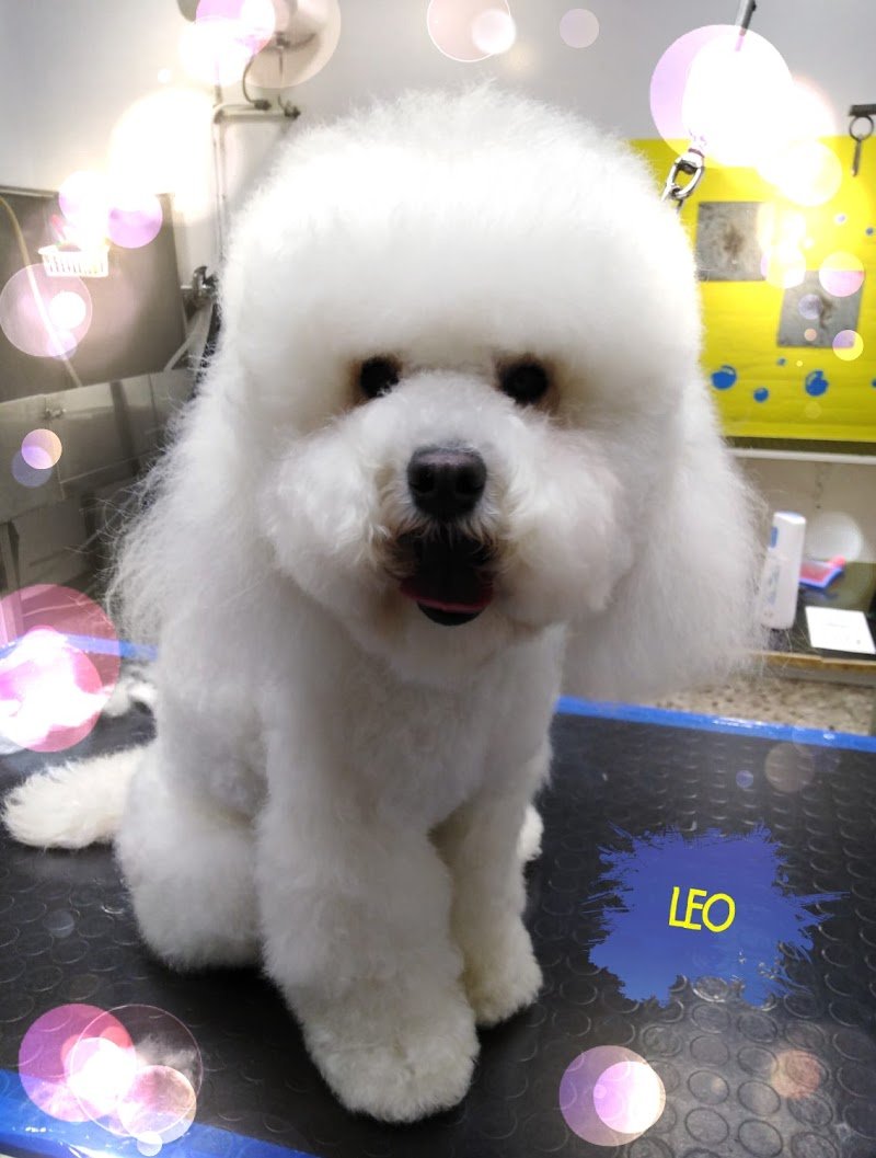 Spazzola e Carezze - Foto 1