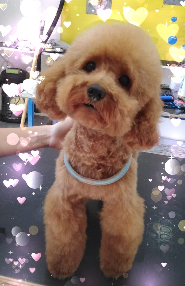 Spazzola e Carezze - Foto 2