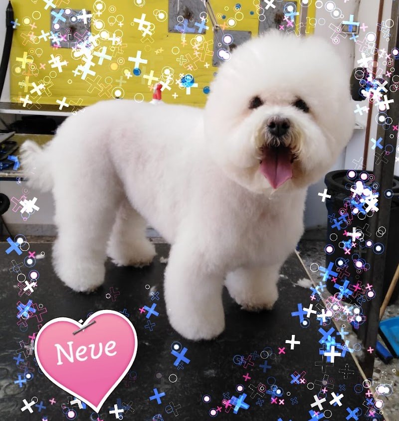 Spazzola e Carezze - Foto 3