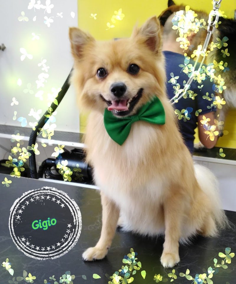 Spazzola e Carezze - Foto 4