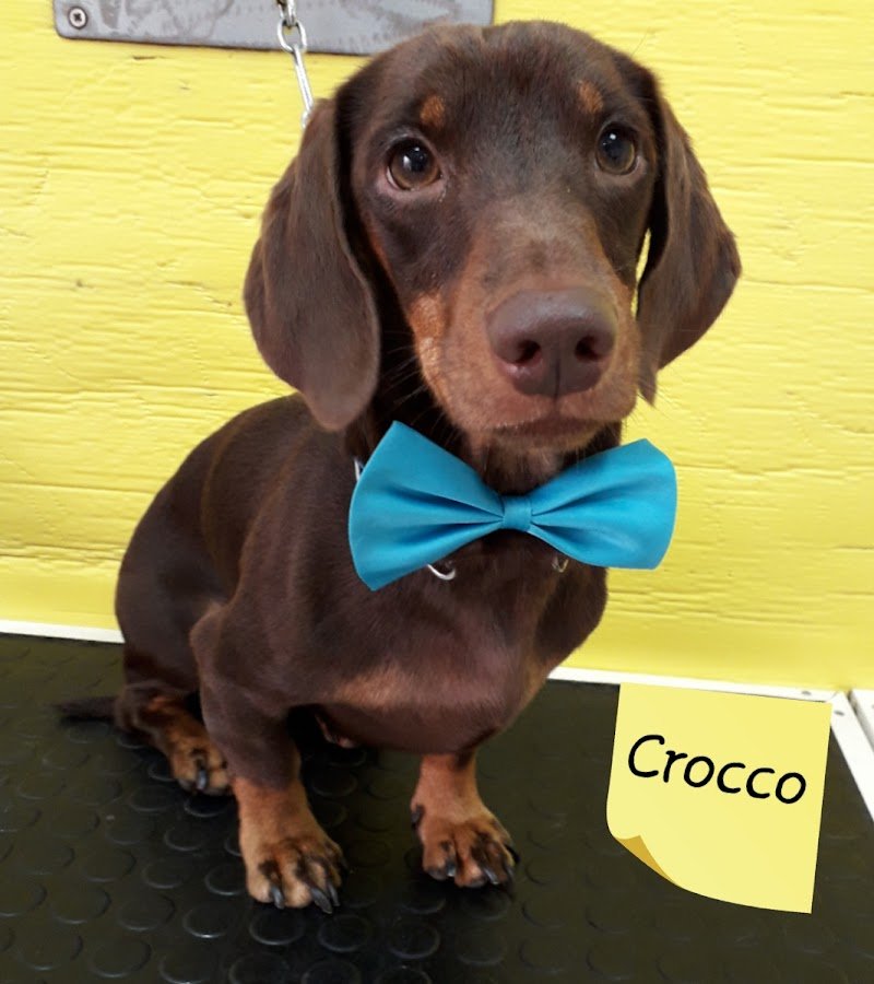 Spazzola e Carezze - Foto 5