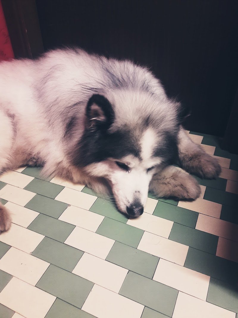 Spazzole E Coccole Di Cannizzaro Fichera Daniele - Foto 1