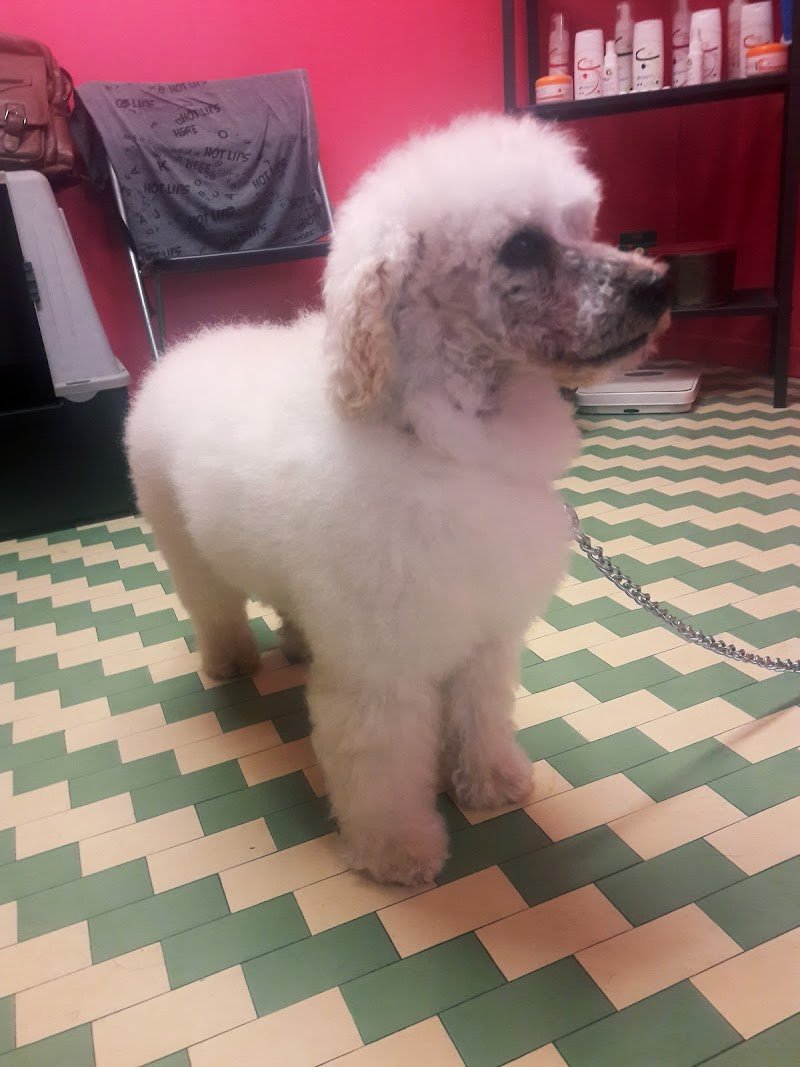 Spazzole E Coccole Di Cannizzaro Fichera Daniele - Foto 2