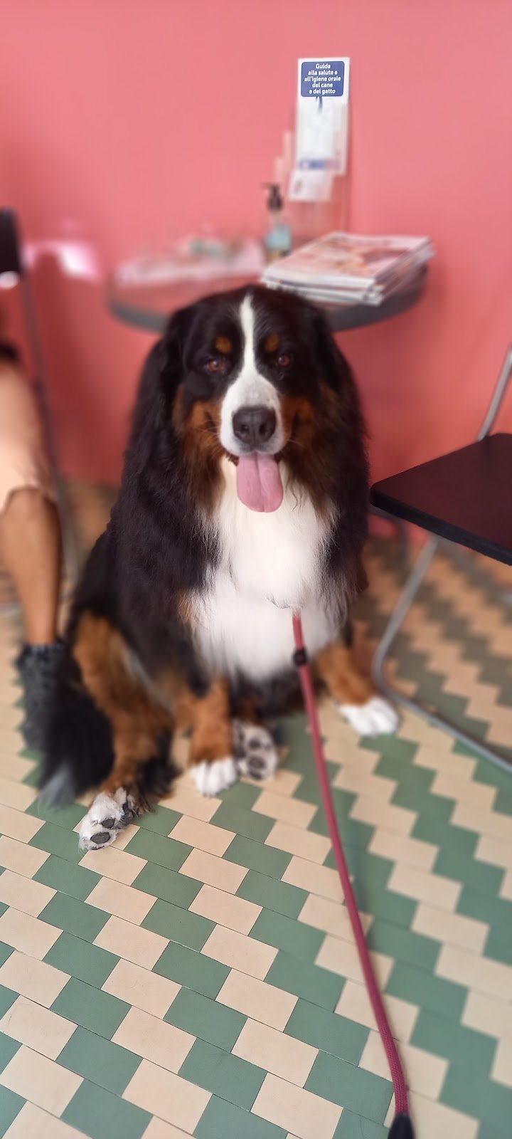 Spazzole E Coccole Di Cannizzaro Fichera Daniele - Foto 6