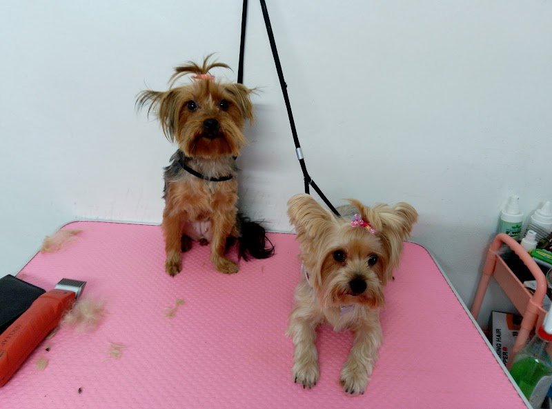 spettinati di Nizza Monferrato - Foto 2