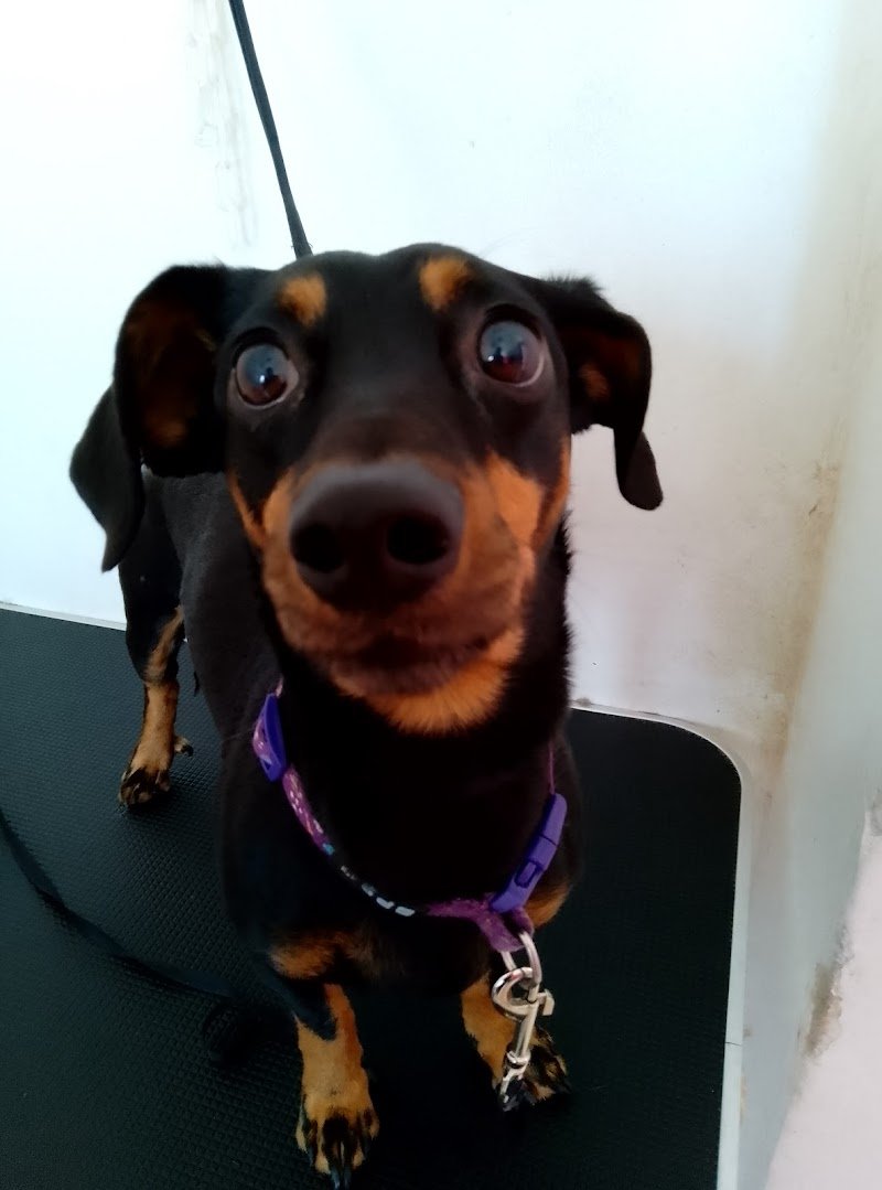 spettinati di Nizza Monferrato - Foto 6