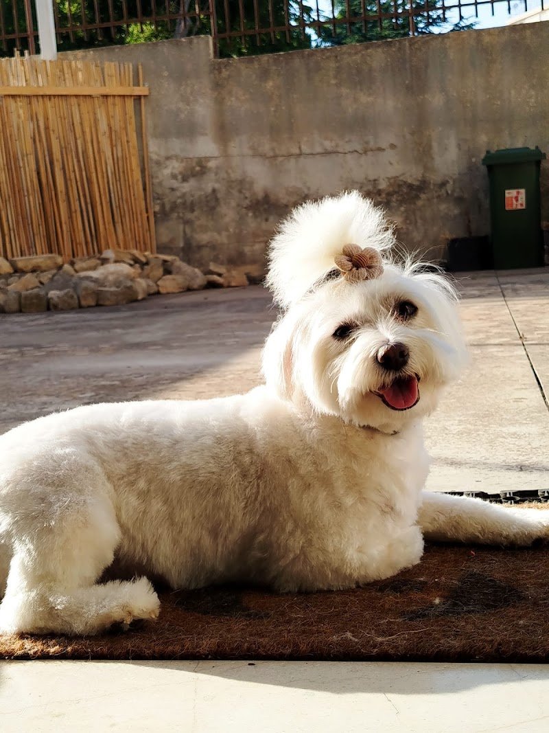 Spettinati - Toelettatura & Spa di Emanuela Zingale Magro - Foto 1