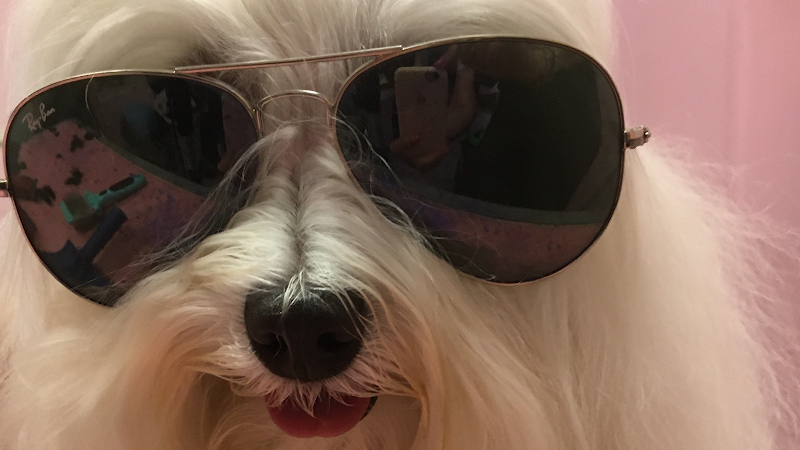 Spoiledog toeletta per cani viziati - Foto 1