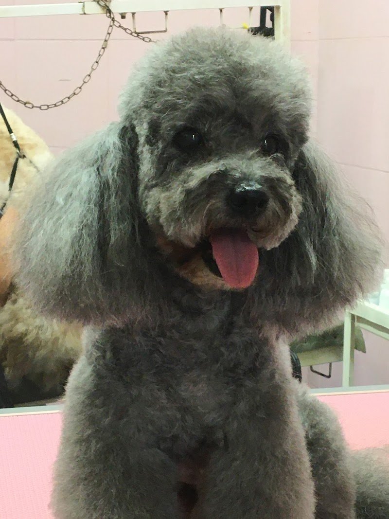 Spoiledog toeletta per cani viziati - Foto 3