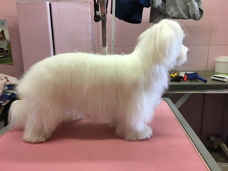 Spoiledog toeletta per cani viziati - Foto 5