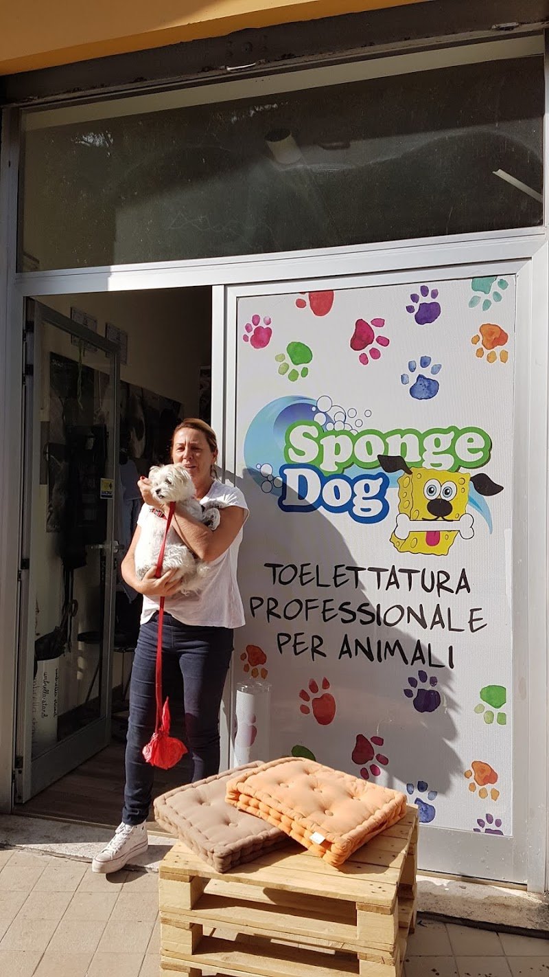 SPONGE DOG TOELETTATURA - Foto 1