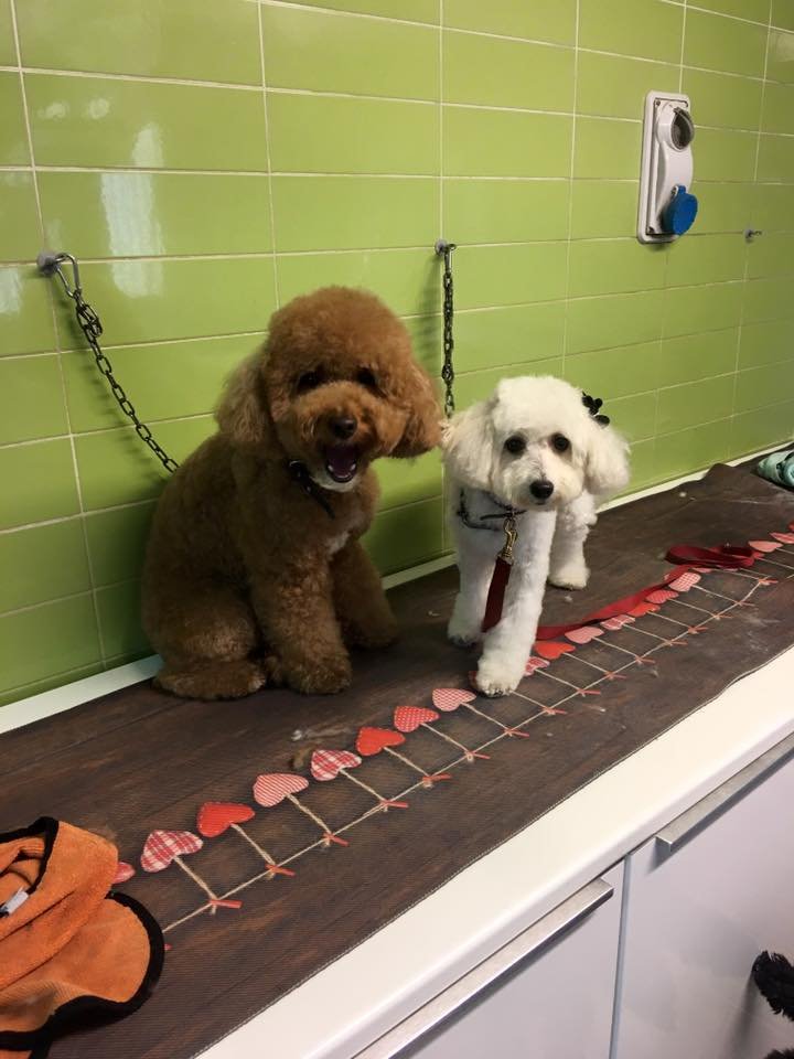 SPONGE DOG TOELETTATURA - Foto 2