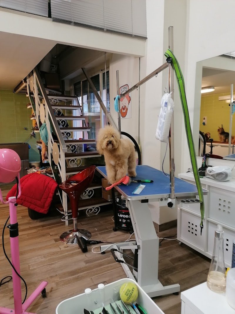 SPONGE DOG TOELETTATURA - Foto 3