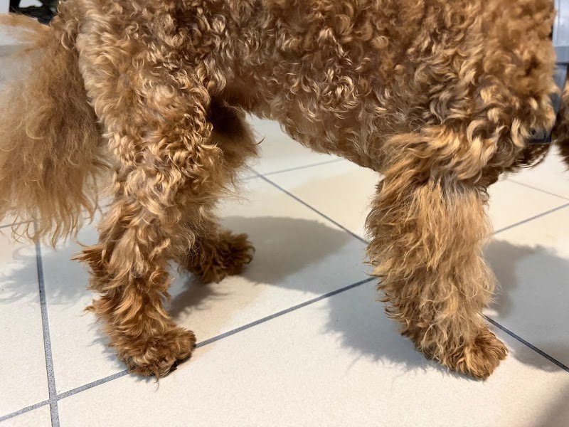 SPONGE DOG TOELETTATURA - Foto 4