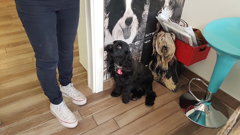 SPONGE DOG TOELETTATURA - Foto 6