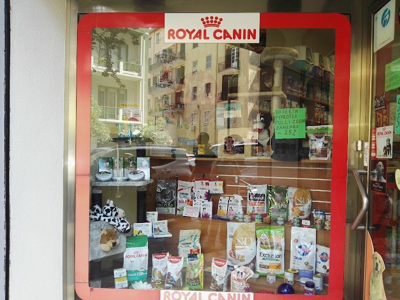 Star Dog Di Masia Silvana - Foto 2