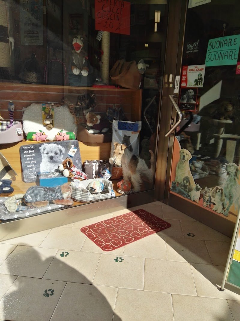 Star Dog Di Masia Silvana - Foto 3