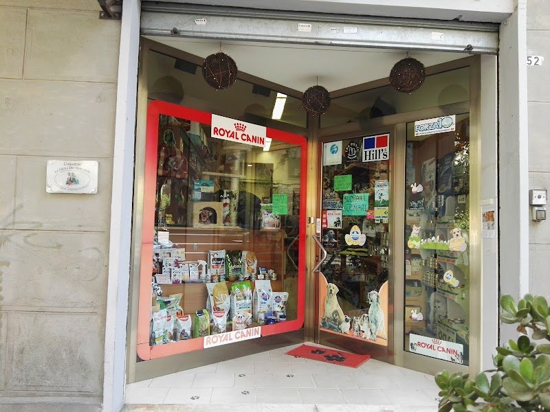 Star Dog Di Masia Silvana - Foto 4