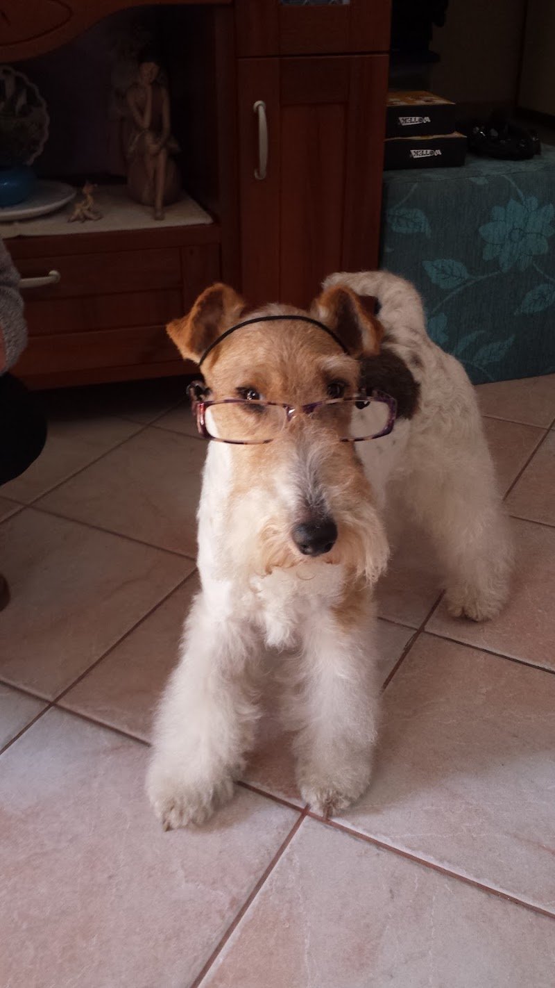 Star Dog Di Masia Silvana - Foto 5