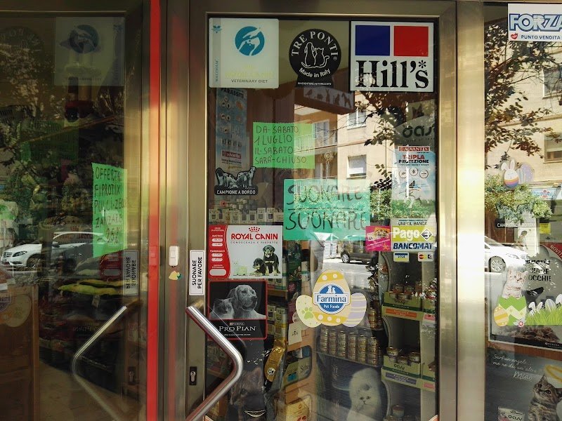 Star Dog Di Masia Silvana - Foto 6