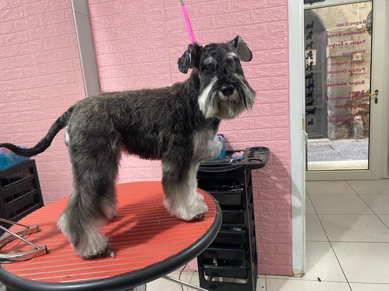 Stardogs Beauty Salon - Foto 1