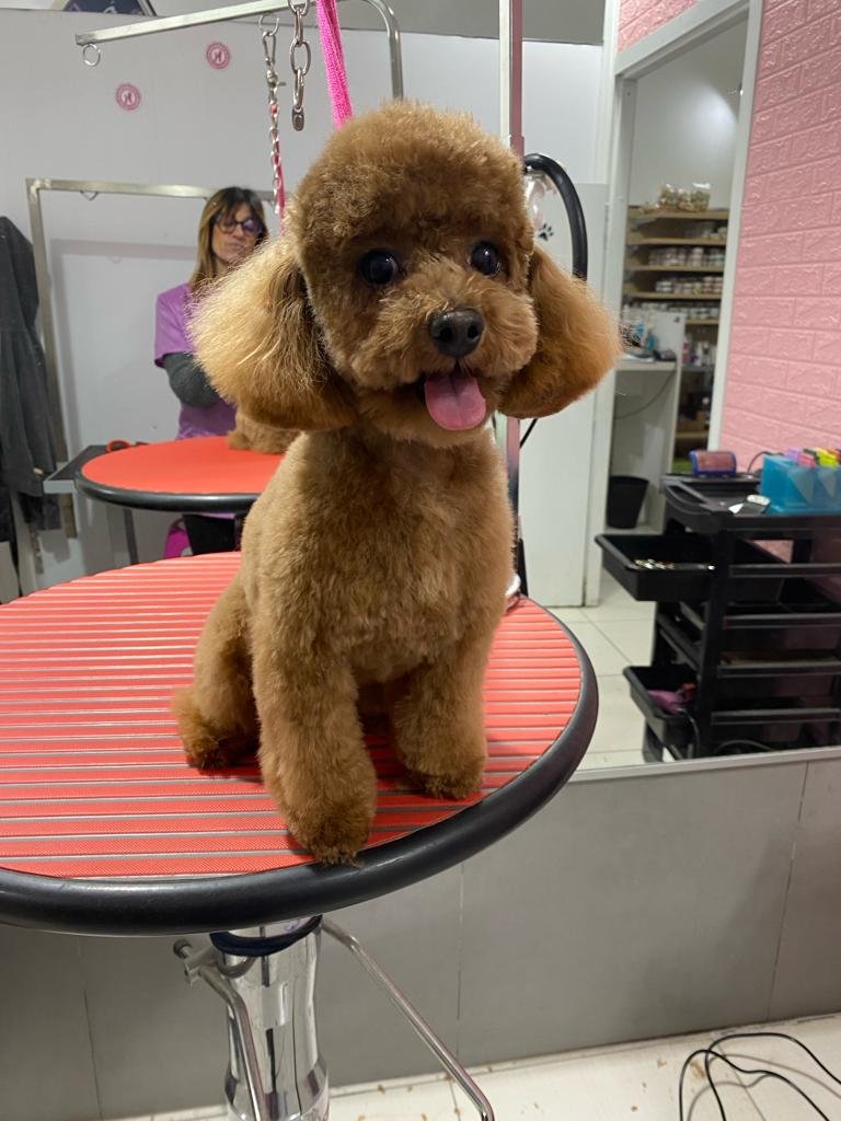 Stardogs Beauty Salon - Foto 2