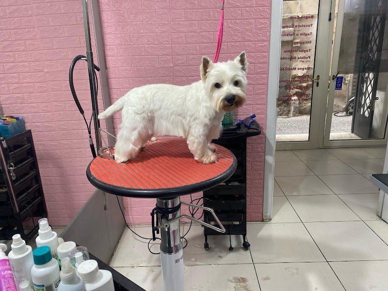 Stardogs Beauty Salon - Foto 3